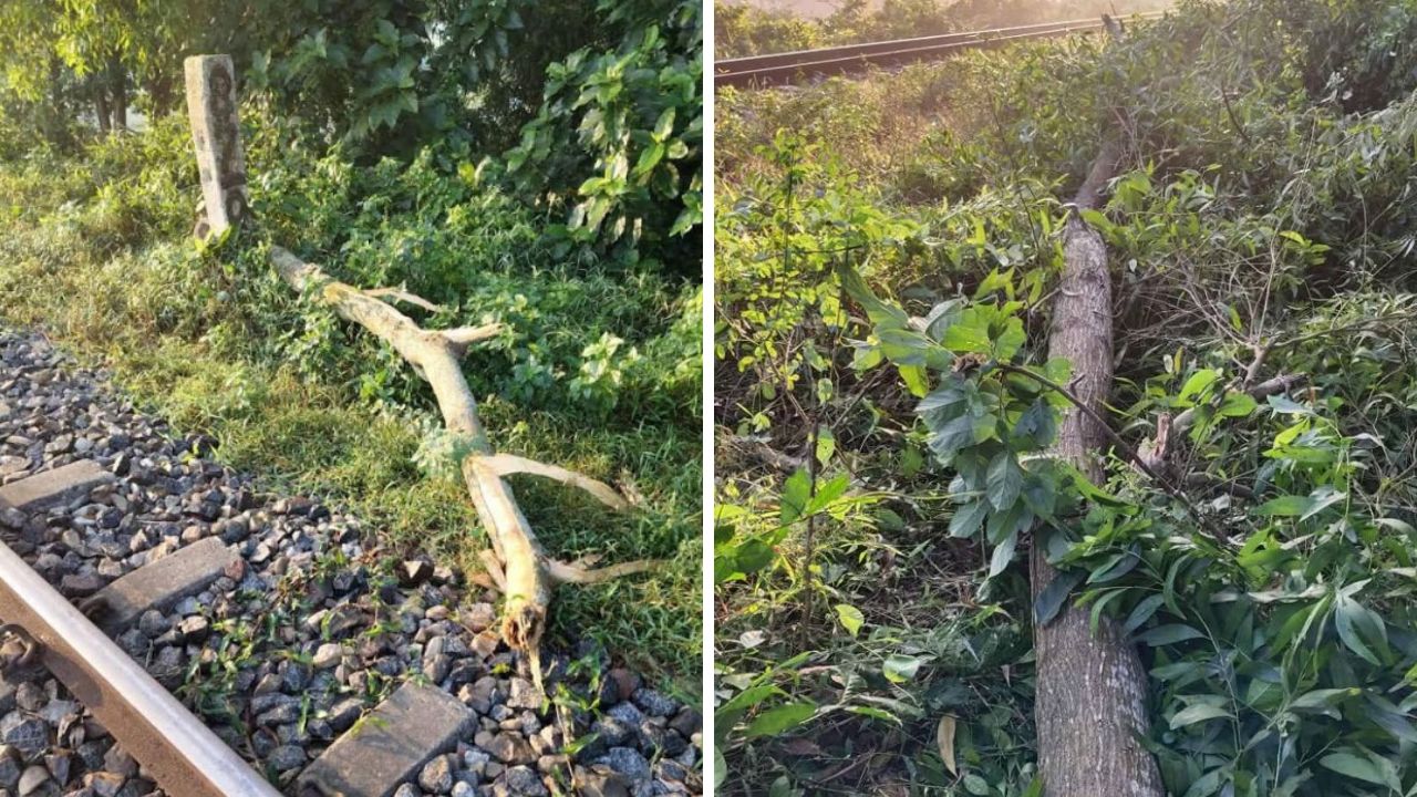 ফেনীতে গাছ কেটে রেললাইনে ফেলে নাশকতার চেষ্টা